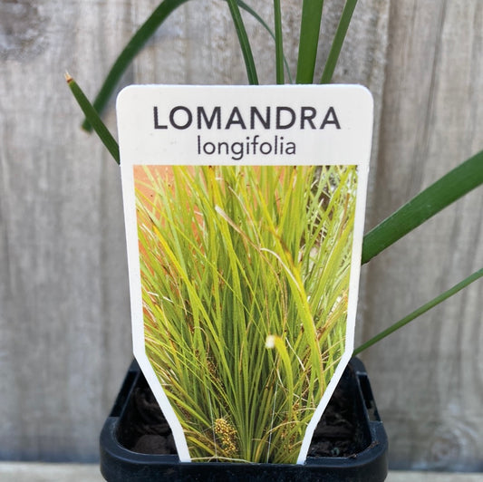 Lomandra longifolia 7cm