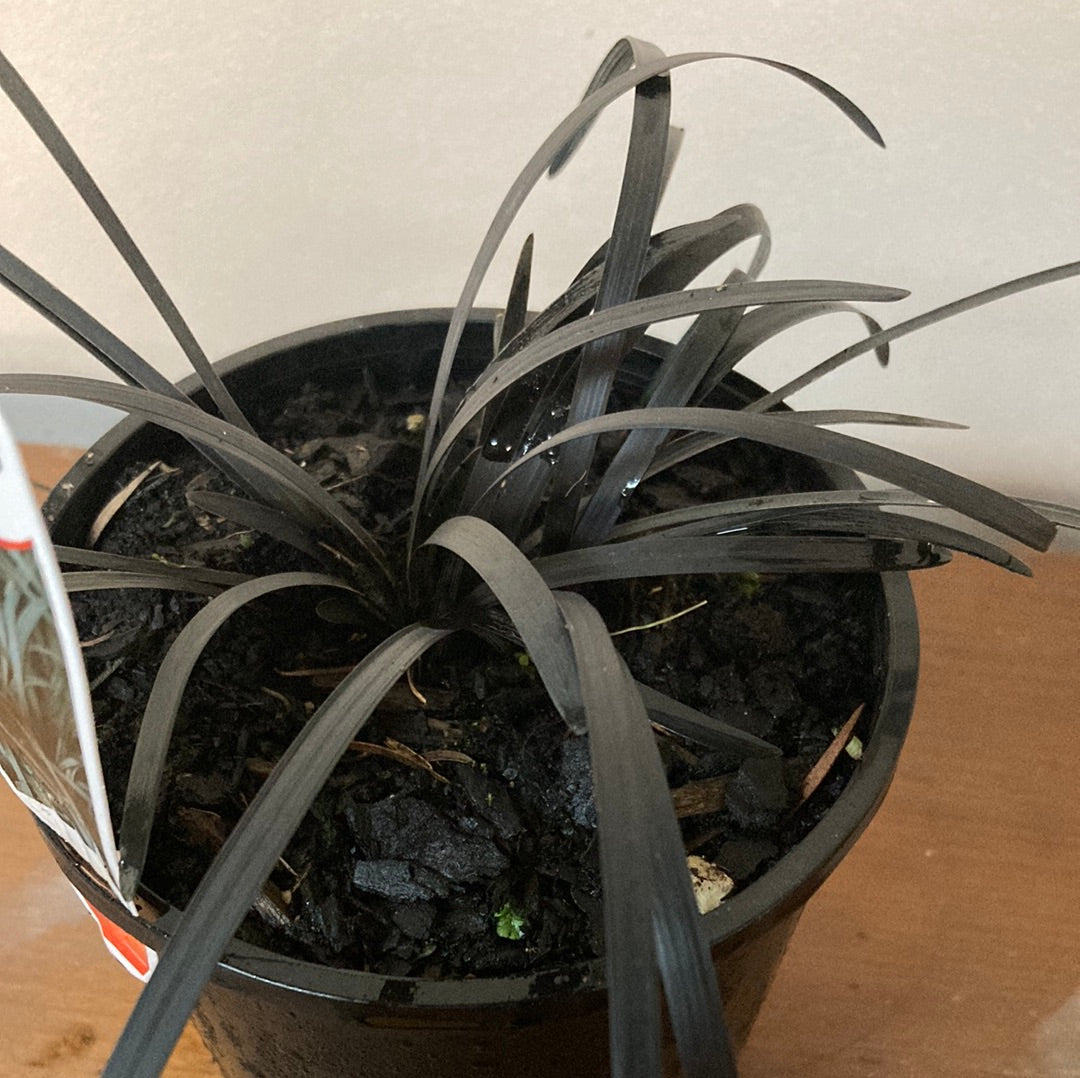 Ophiopogon ‘Black Mondo Grass’ 14cm