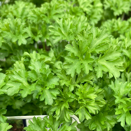 Parsley Curled 100mm