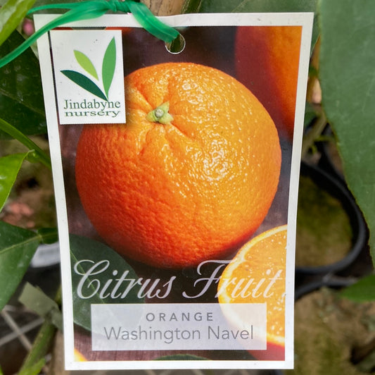 Orange Washington Navel Yarra View Garden Centre Mount Evelyn