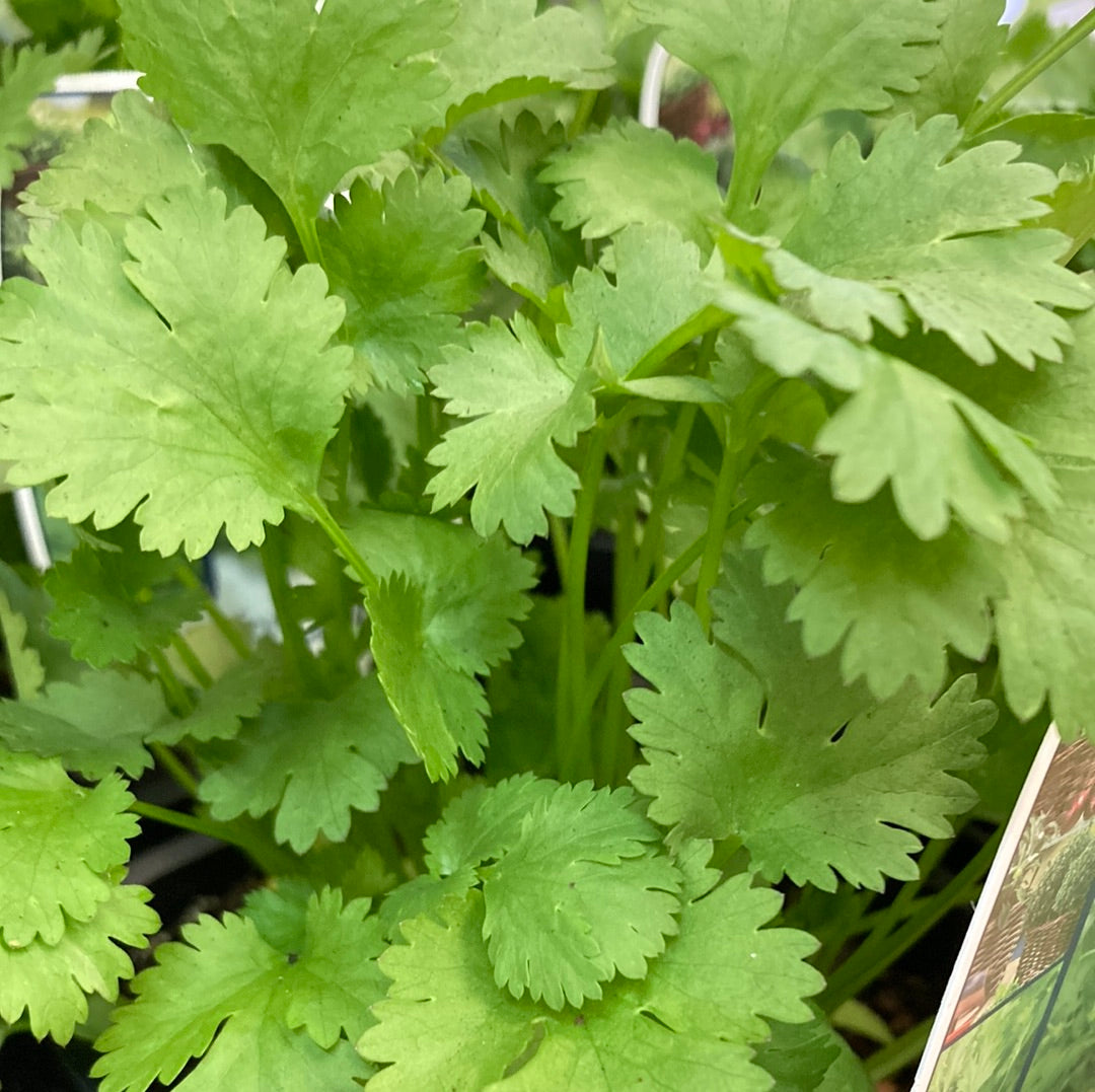 Coriander 4 Pack