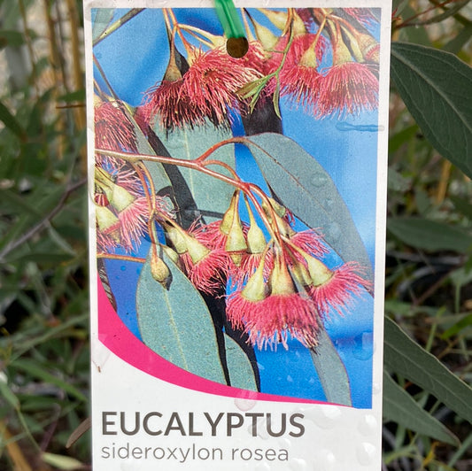 Eucalyptus sideroxylon Rosea 20cm