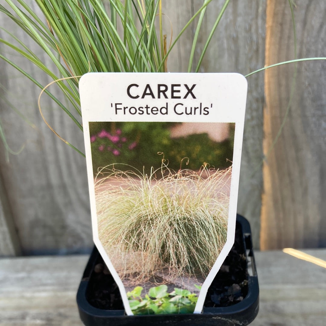 Carex ‘Frosted Curls’ 7cm