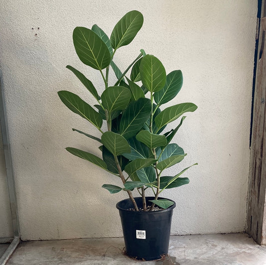 Ficus benghalensis Audrey 25cm