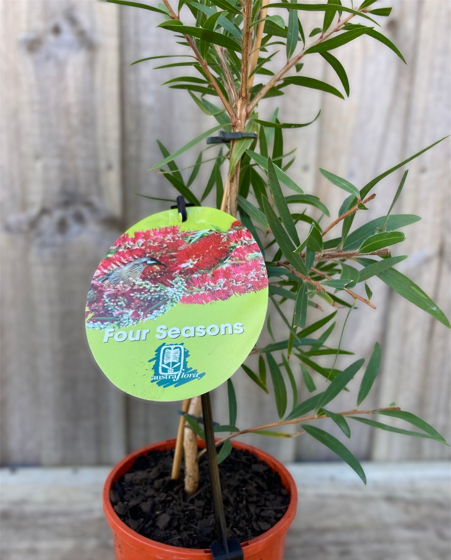 Callistemon ‘Four Seasons’ 14cm