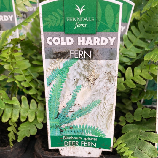Blechnum spicant ‘Deer Fern’ 7cm