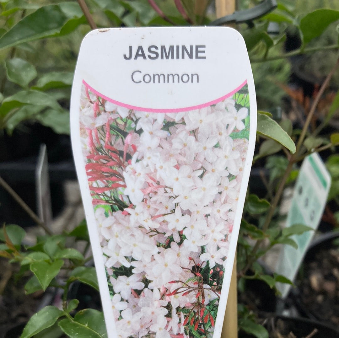 Jasminum polyanthum 14cm