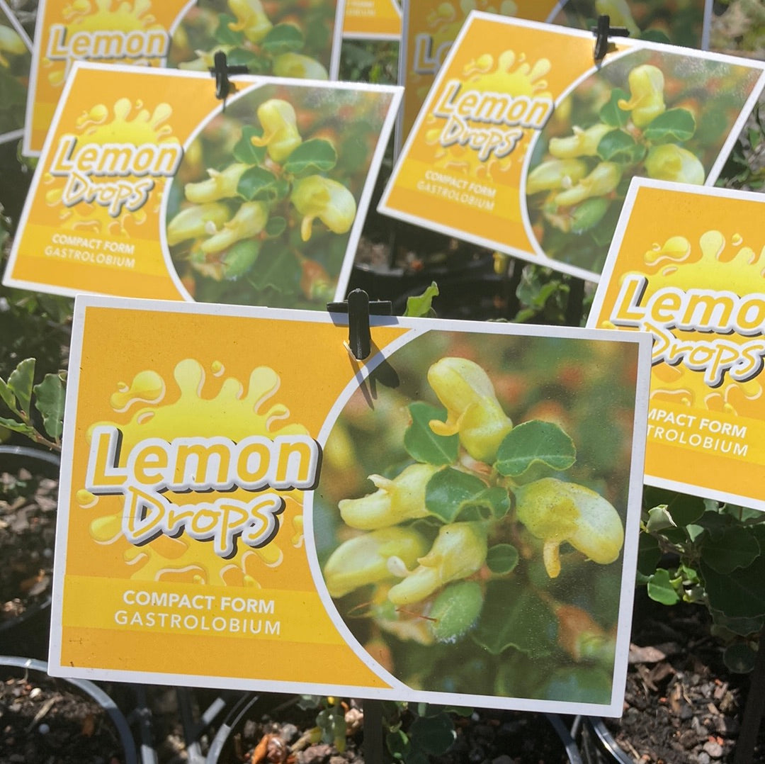 Gastrolobium ‘Lemon Drops’ 14cm Second