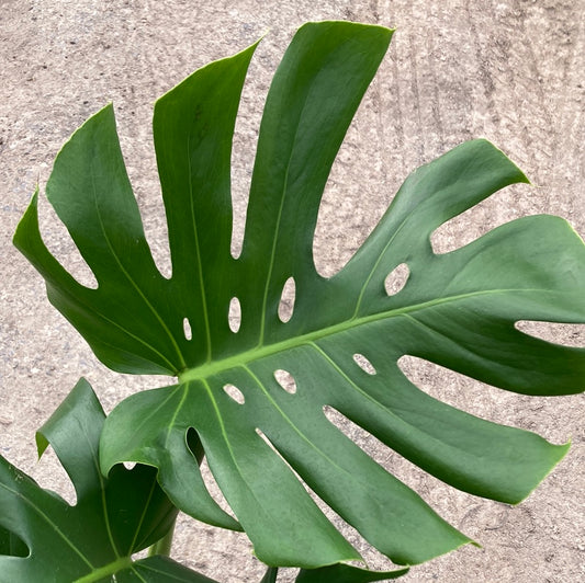 Monstera deliciosa 25cm