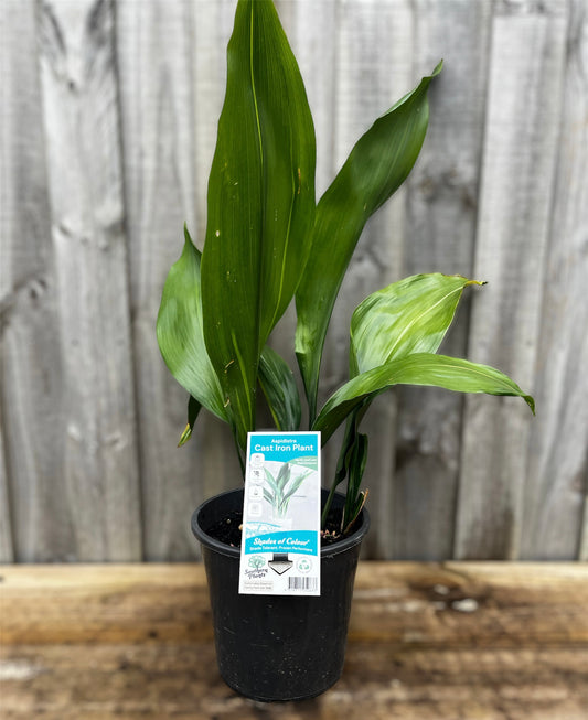 Aspidistra elatior ‘Cast Iron Plant' 20cm