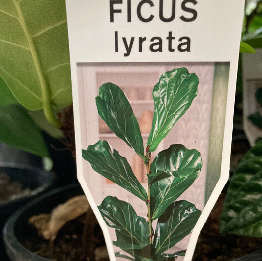 Ficus lyrata 14cm