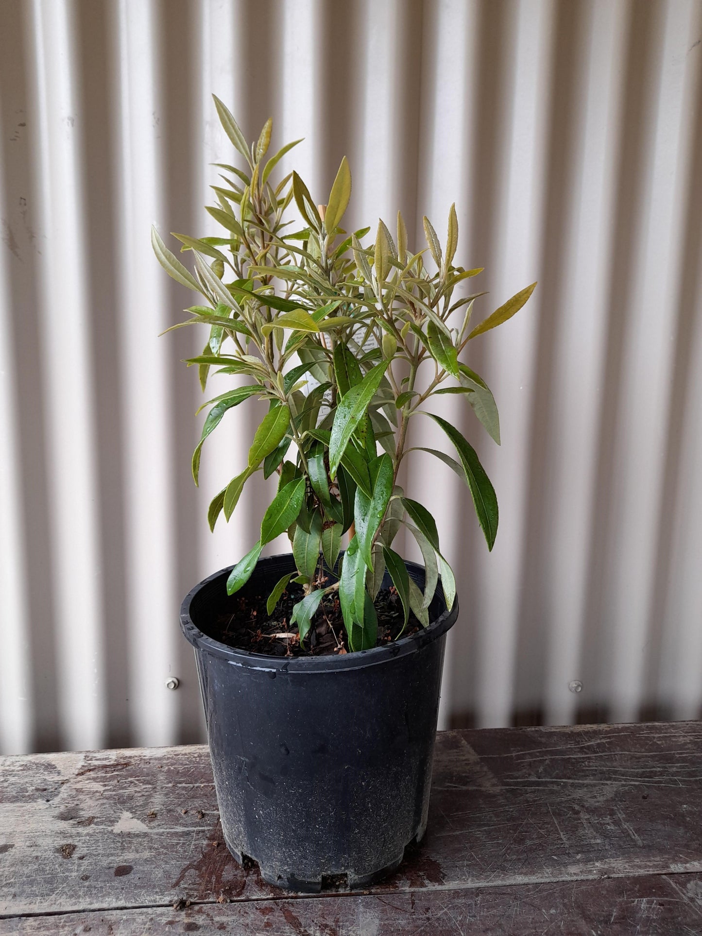 Backhousia citriodora 'Lemon Myrtle' 20cm