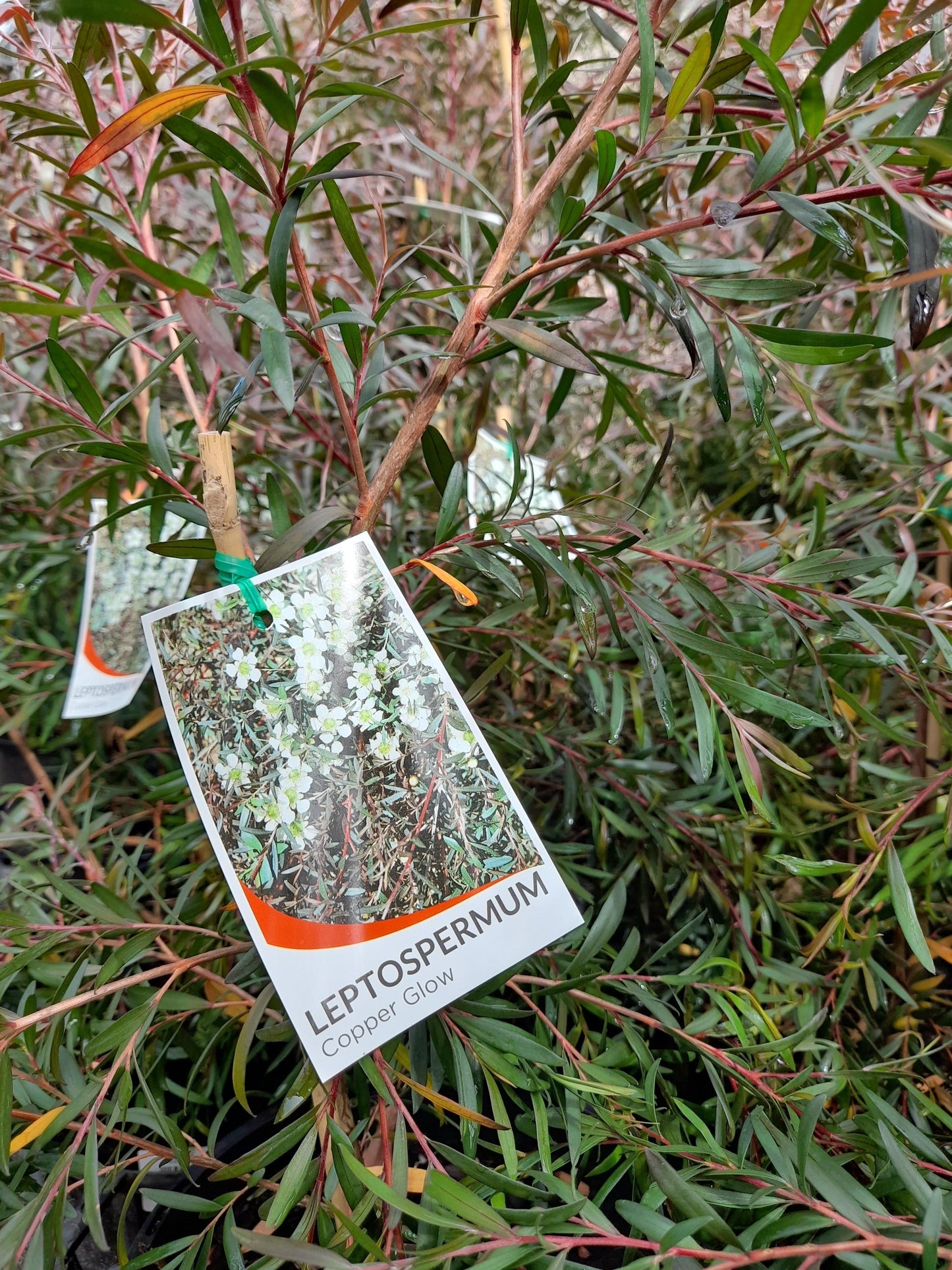 Leptospermum polygalifolium 'Copper Glow' 14cm