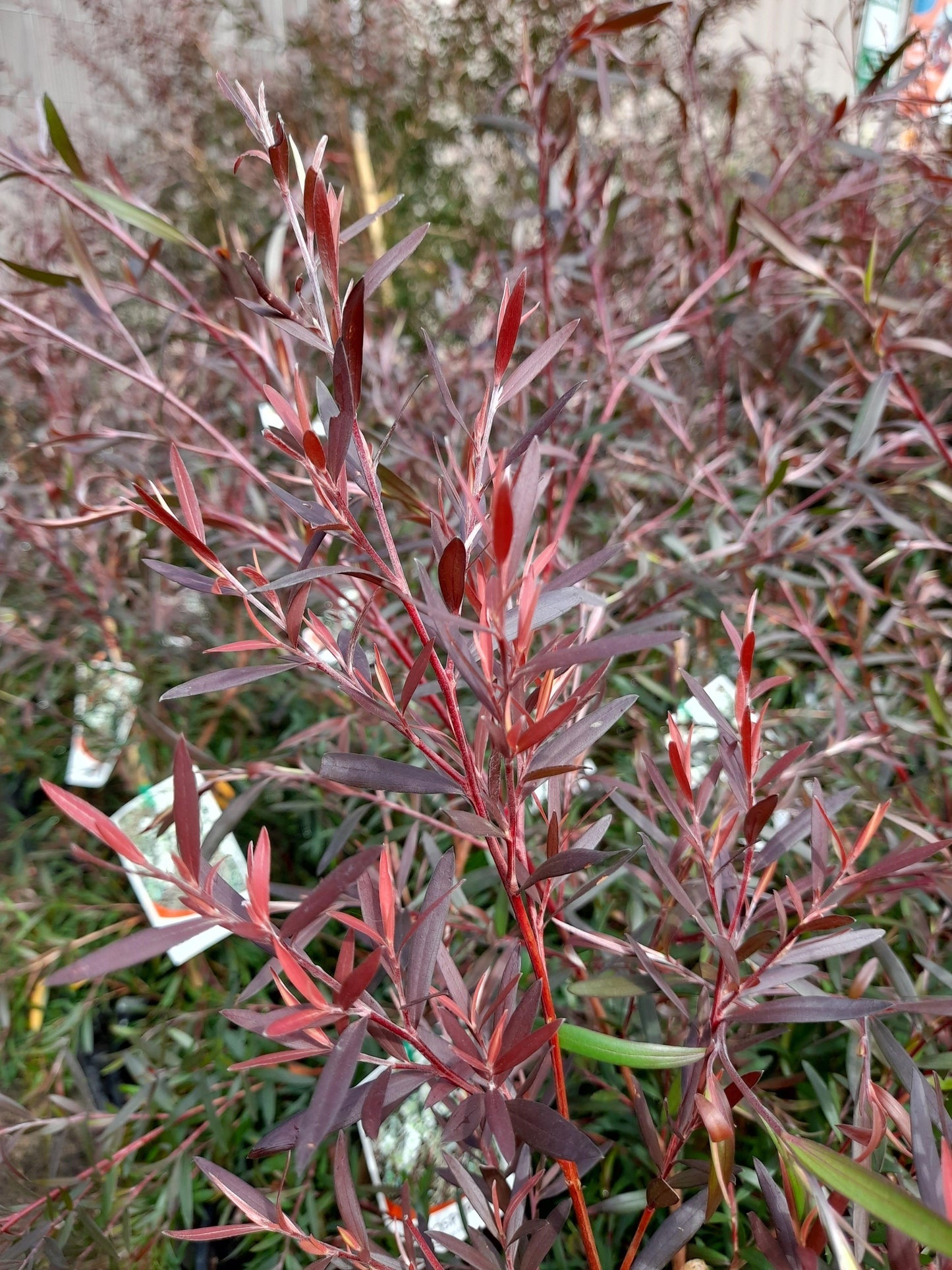 Leptospermum polygalifolium 'Copper Glow' 14cm