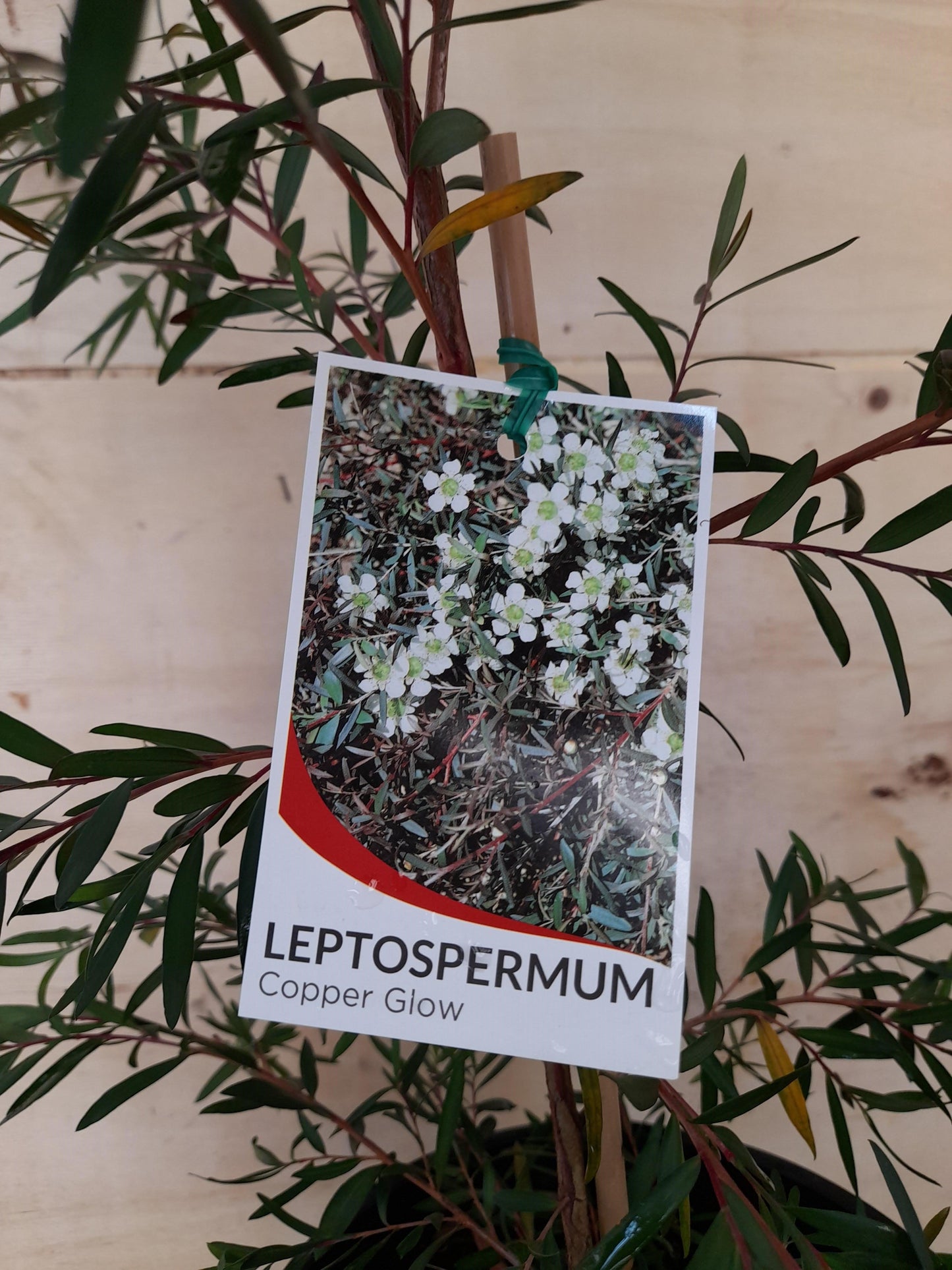 Leptospermum polygalifolium 'Copper Glow' 14cm