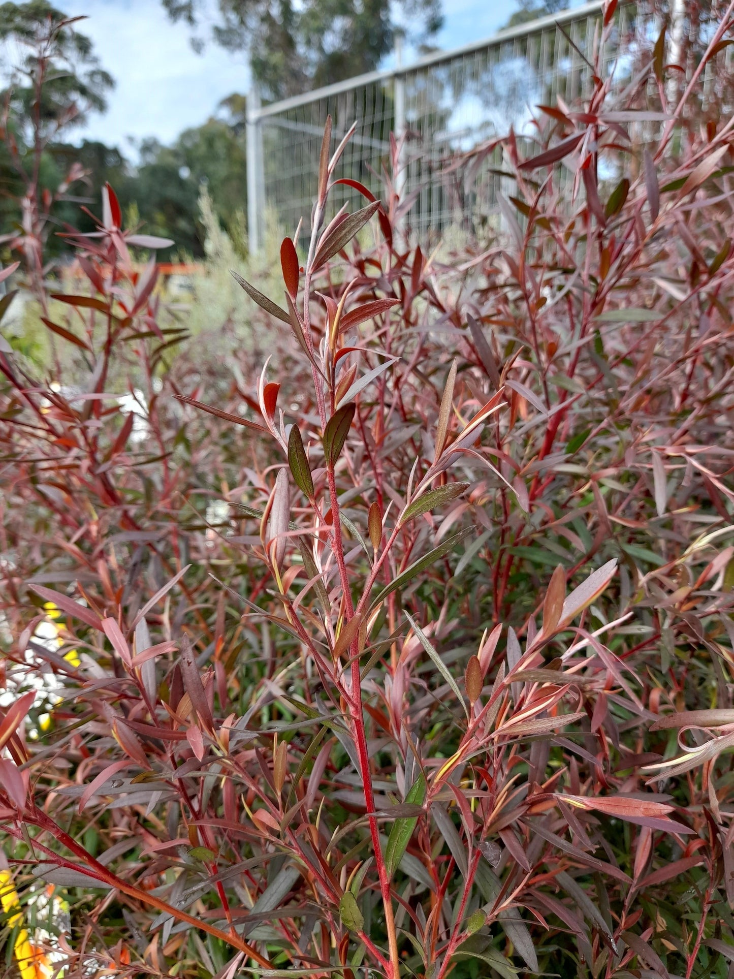 Leptospermum obovatum 'Starry Night' 20cm