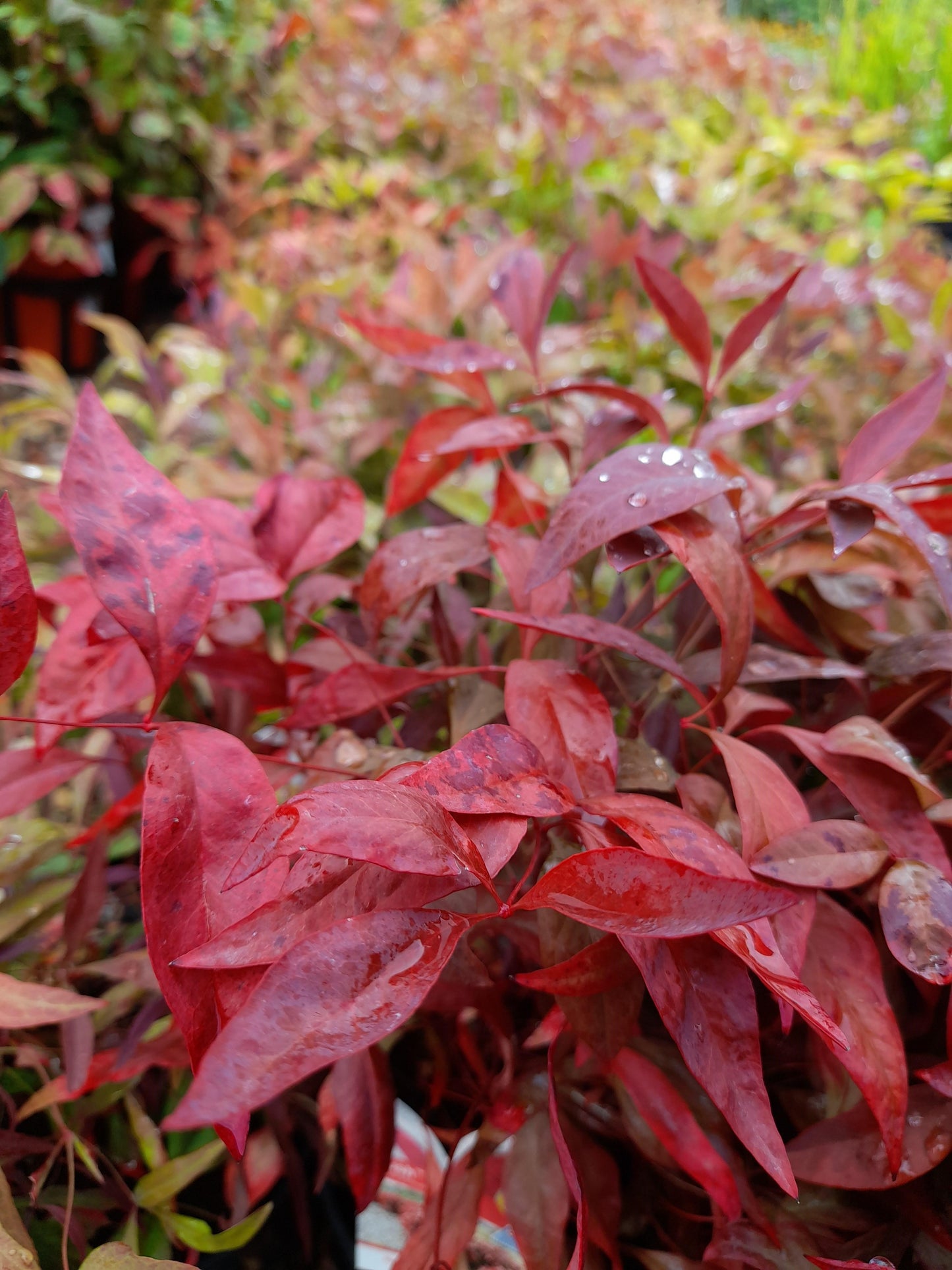 Nandina domestica 'Blush' PBR  18cm