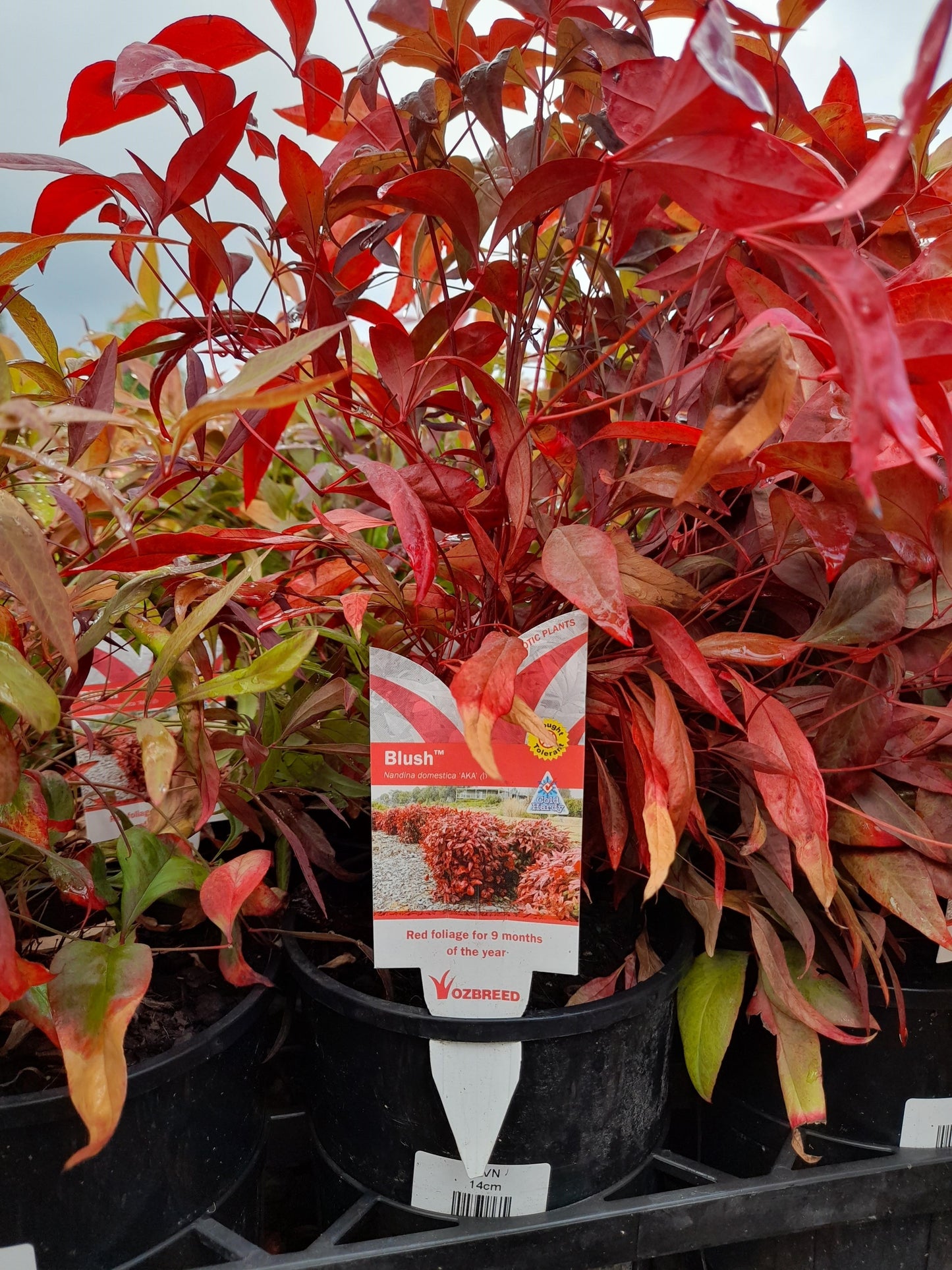 Nandina domestica 'Blush' PBR  18cm