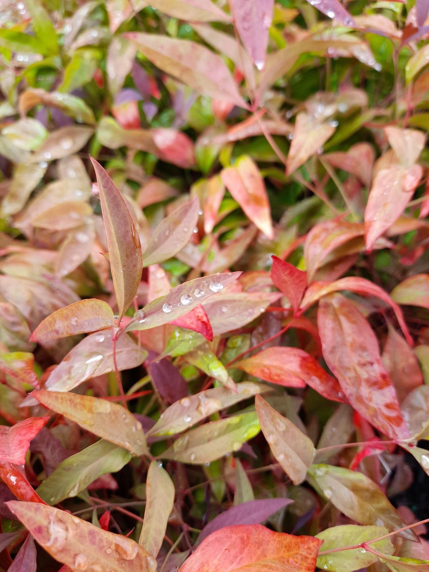 Nandina domestica 'Blush' PBR  14cm