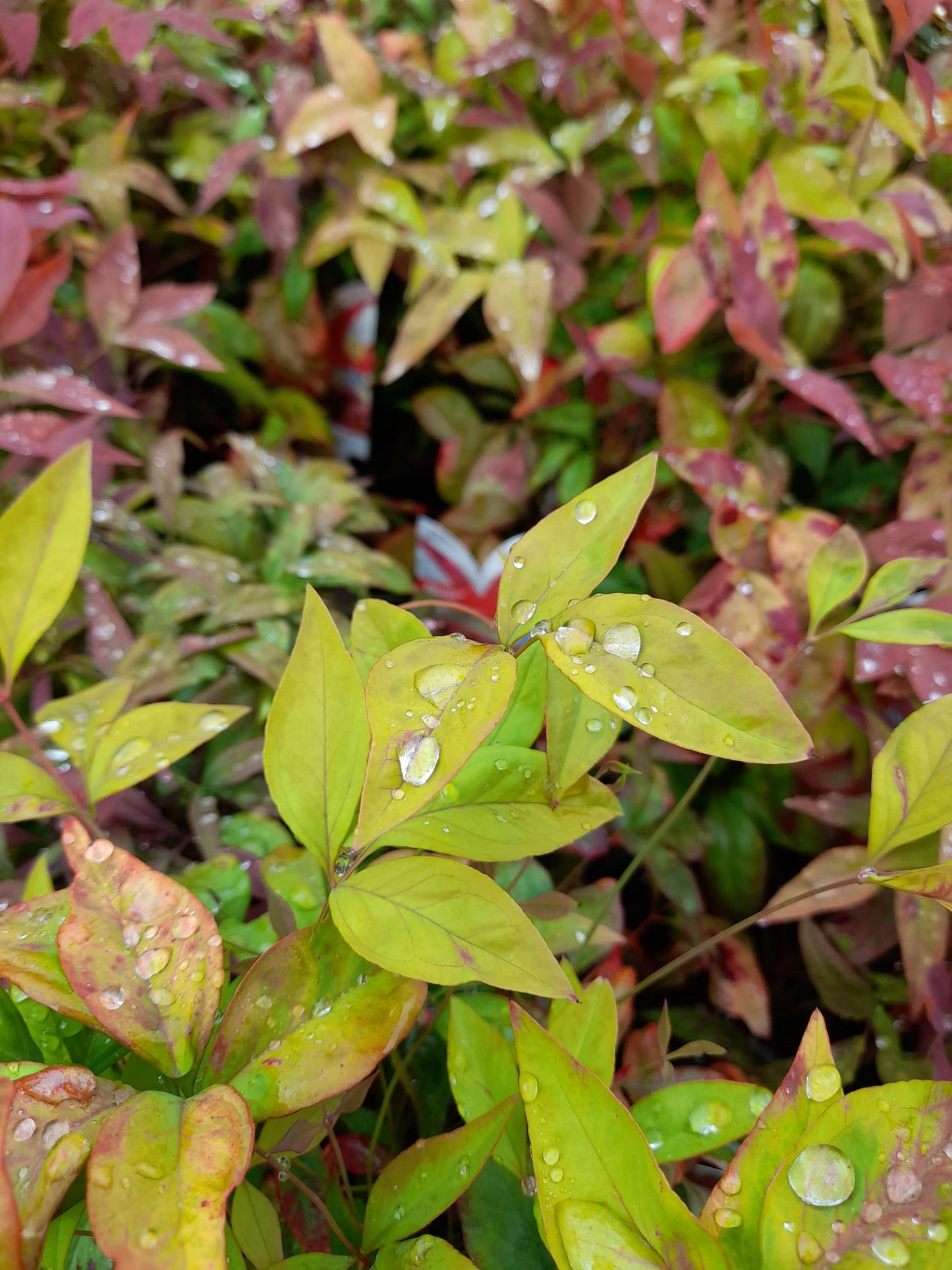 Nandina domestica 'Blush' PBR  14cm