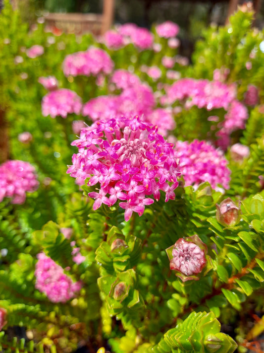 Pimelea ferruginea 'Magenta Mist' 14cm