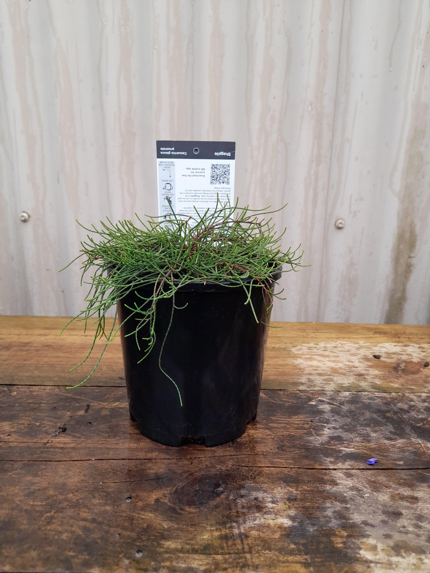 Casuarina glauca prostrate 'Shagpile' 14cm