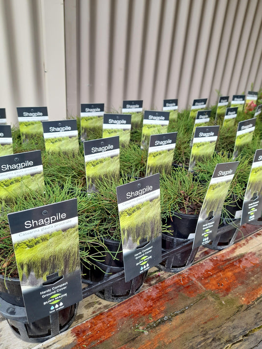 Casuarina glauca prostrate 'Shagpile' 14cm