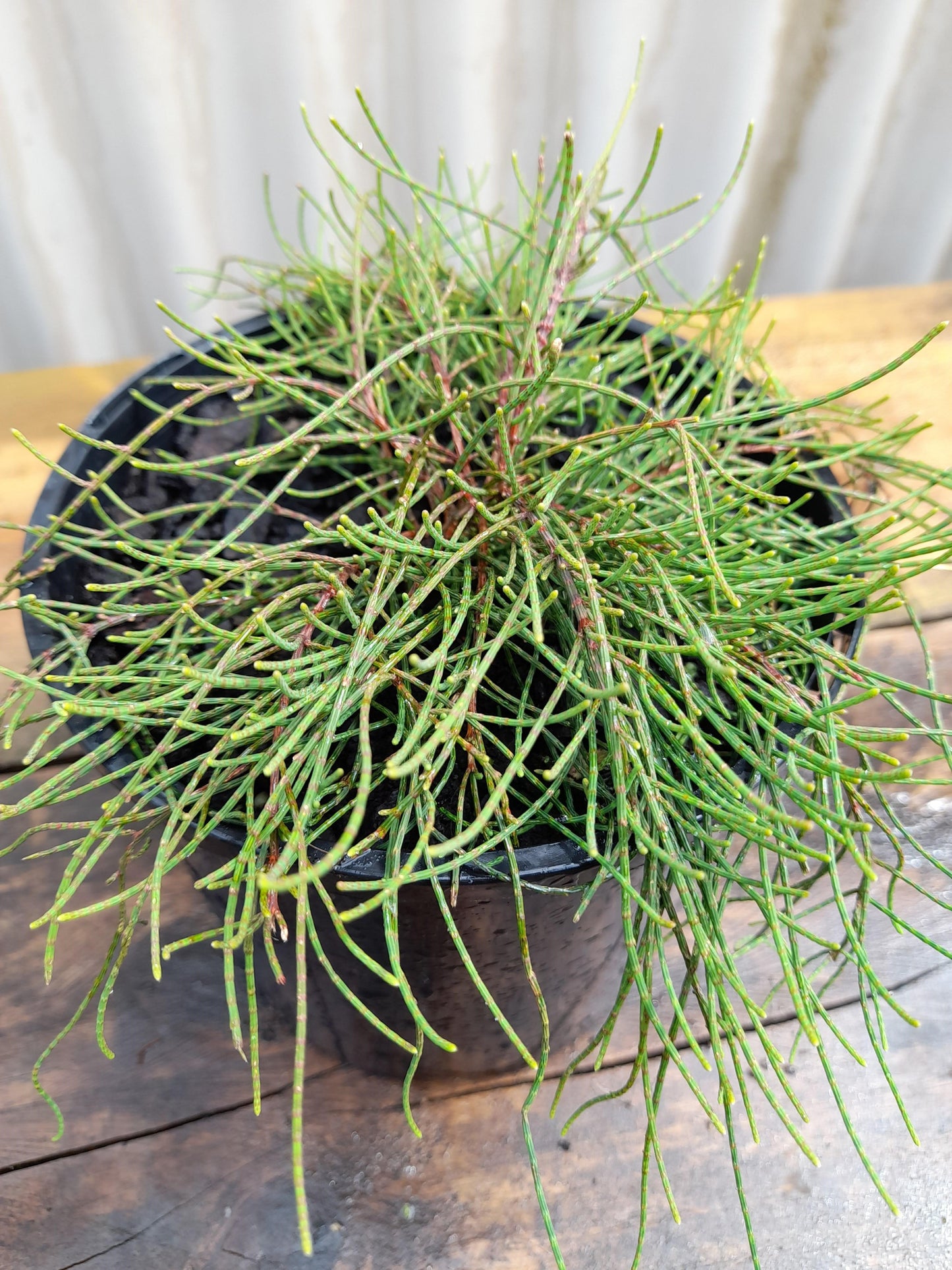 Casuarina glauca prostrate 'Shagpile' 14cm