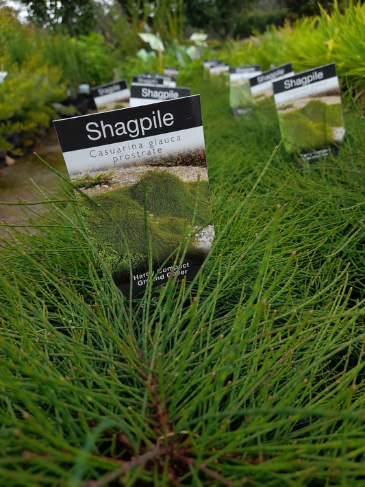 Casuarina glauca prostrate 'Shagpile' 20cm