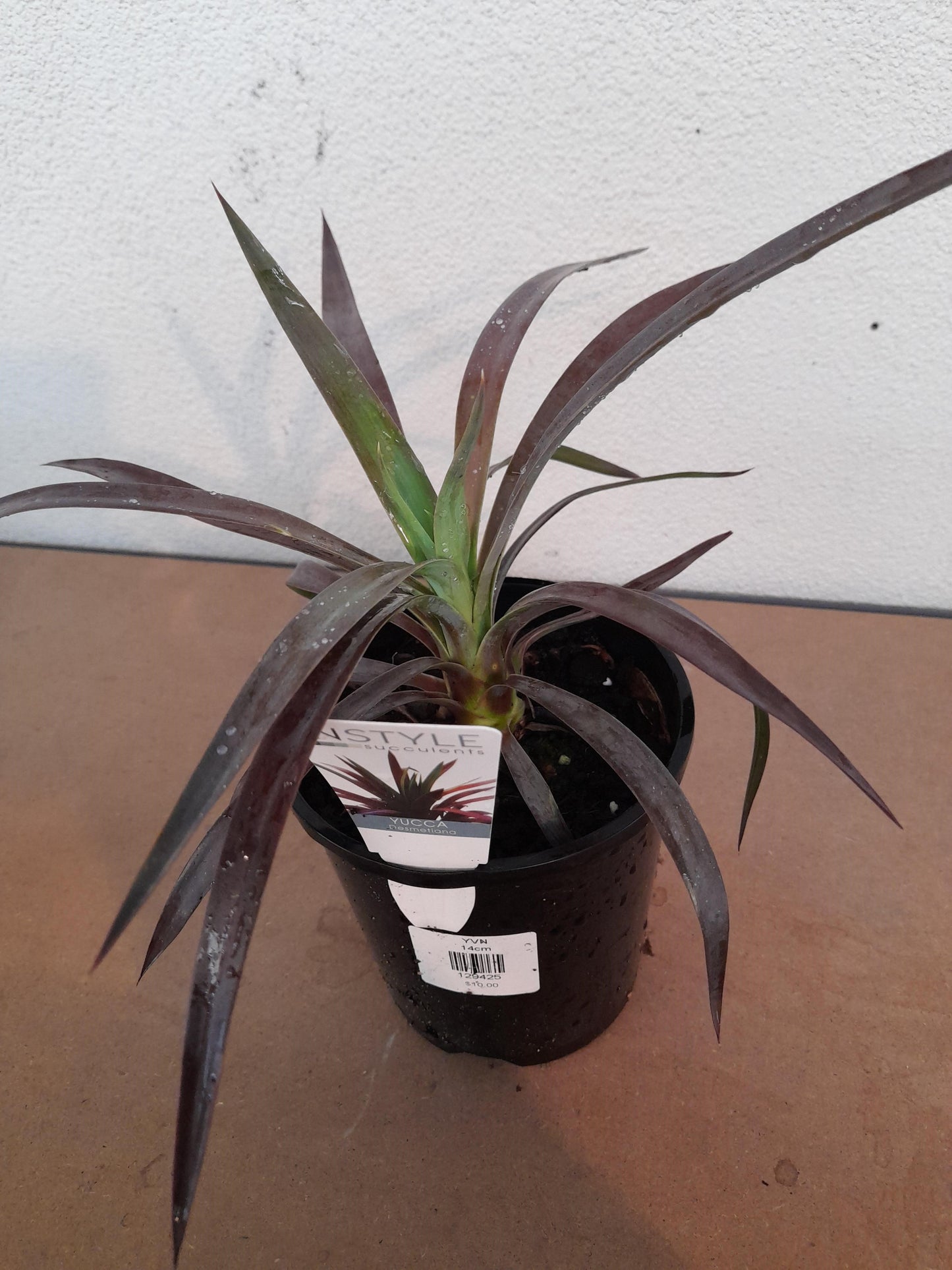 Yucca desmetiana 14cm